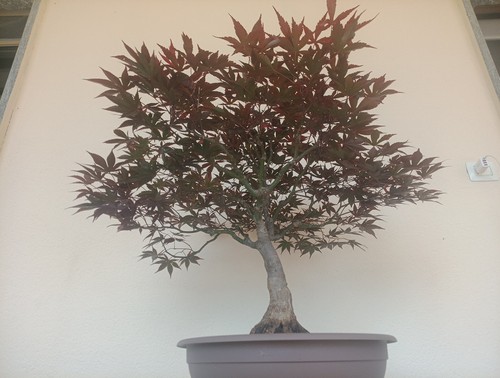 Bonsai acero palmato - bonsai,