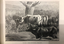 n. 2 incisioni originali stampe d'epoca 1885 Esdras (Persia Caldea Susiana)