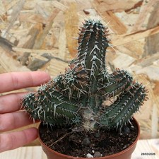 Euphorbia phillipsioides Vaso