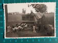 FOTO CONTADINO CON POLLI E GALLINE POLLAIO 1930 - 40 C.  ( F 38 )