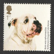 1° Bulldog Cross Dog 2010