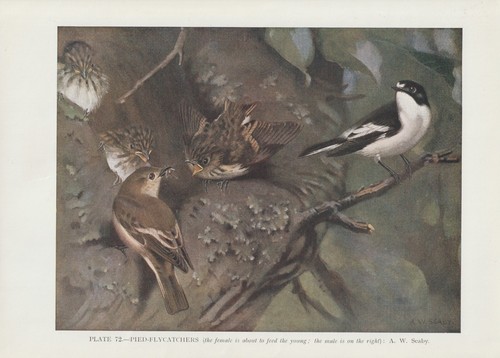 Trauerschnäpper ficedula - trauerschnäpper, (ficedula
