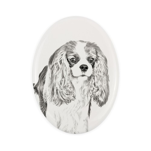Cavalier king charles spaniel - cavalier,