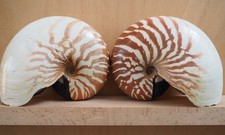 Paire Coquillage Nautile