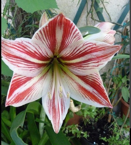 Amaryllis bianco rosso 3 - amaryllis,