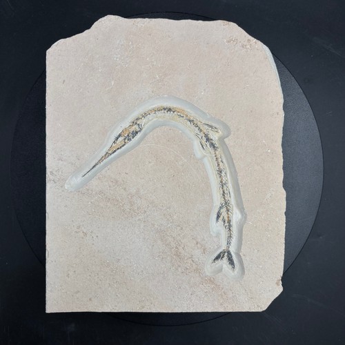Rhynchodercetis yovanovitchi