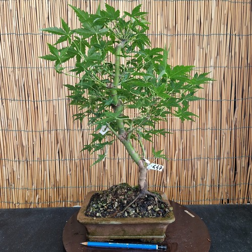 Bonsai acero palmatum verde - bonsai, di