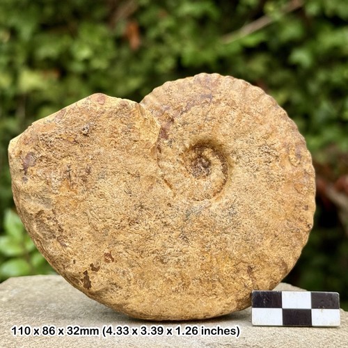 Rare leopoldia leopoldina - 4",