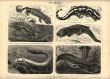 1893 Antica Stampa = RETTILI ANFIBI =  OLD PRINT