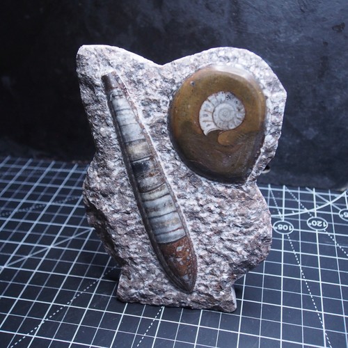 Piastra goniatite ortoceras - e,