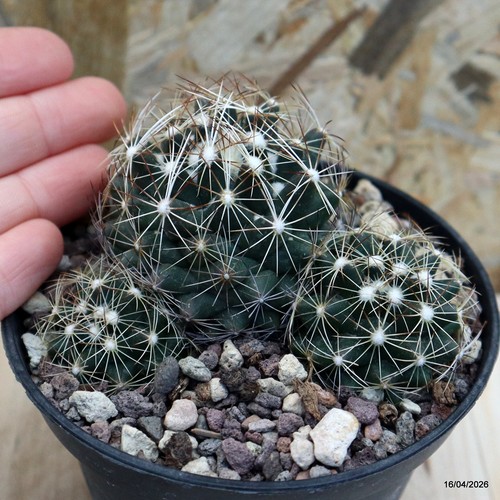 Coryphantha pseudonikelsae