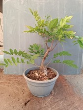 Bonsai Wisteria sinensis