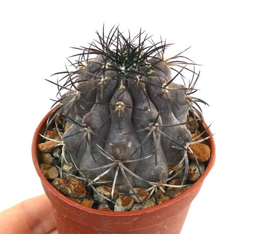Copiapoa griseoviolacea - ,