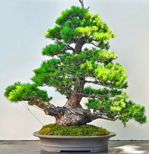 Bonsai pino bambina - pino, pinus