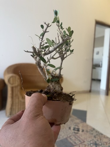 Bonsai olivastro pianta - , .pianta