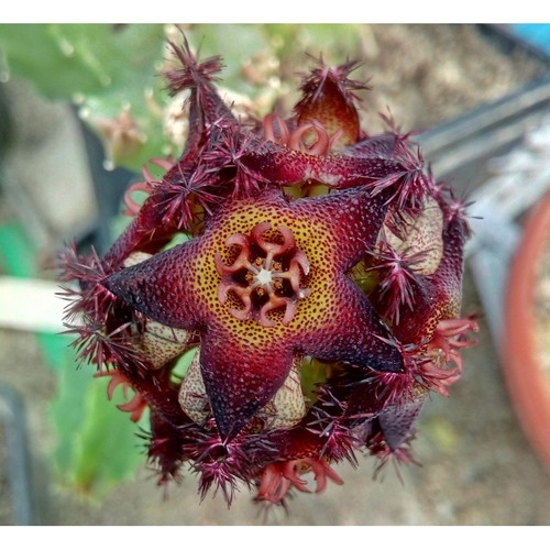 Caralluma foulcheri delboscii