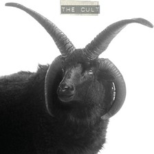 The cult - the,