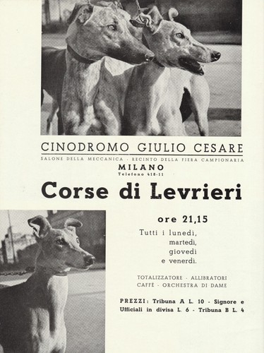 Corse levrieri cinodromo - corse, levrieri.