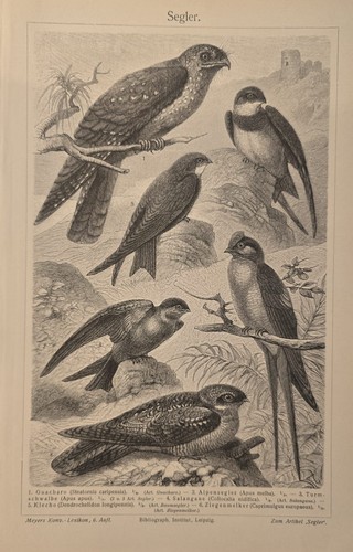 1898 stampa antica uccelli - 1898,