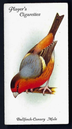 Player aviary and - and, birds