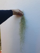 Tillandsia usneoides mousse - usneoides,