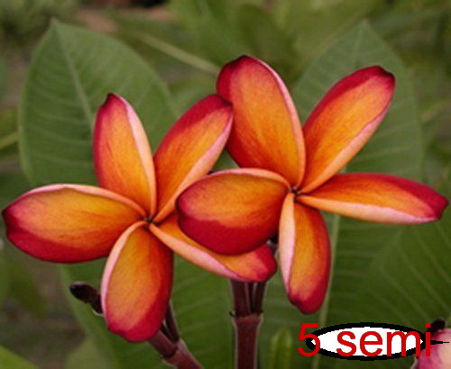 Semi plumeria intenso - 4-semi, di