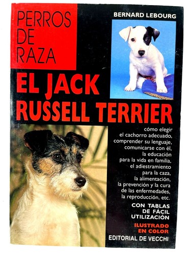 Jack russell terrier - jack,