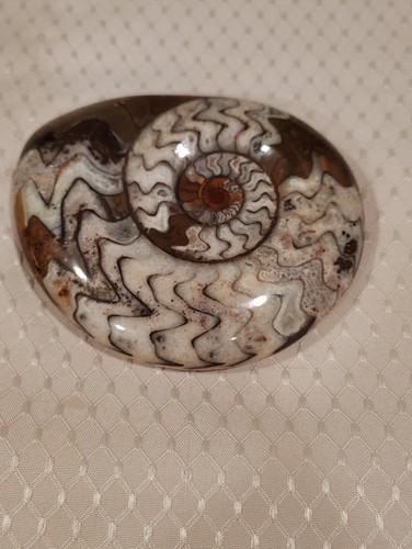Ammonite fossile conchiglia - ammonite,
