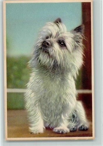 Cairn terrier - terrier,