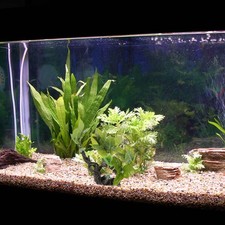  Piante Acquatiche Acquario