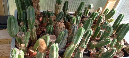 Pezzi supporti per innesto - pezzi,