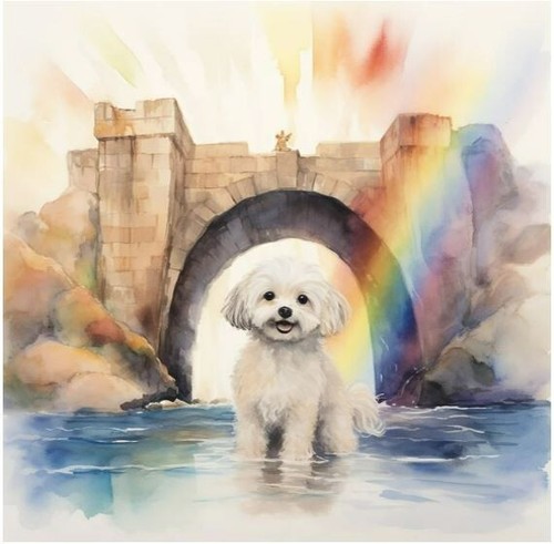 Acquerello maltese pet - maltese,