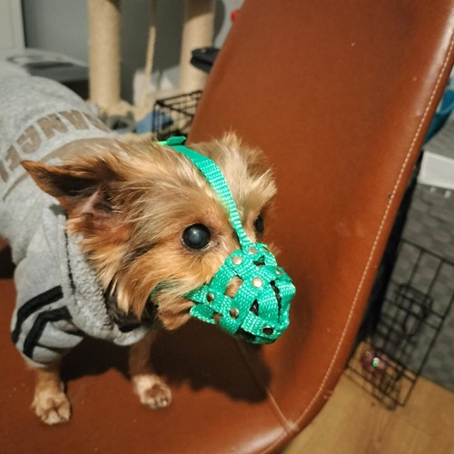 Museruola per cani nylon - cani,
