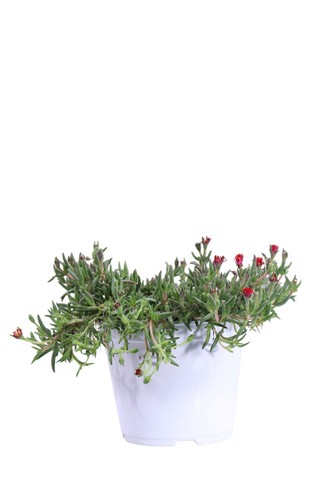 Pianta vera delosperma - vera, di