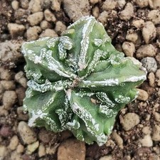 Astrophytum myriostigma