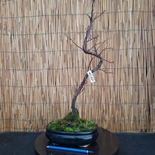 Bonsai di Acero Atropurpureum