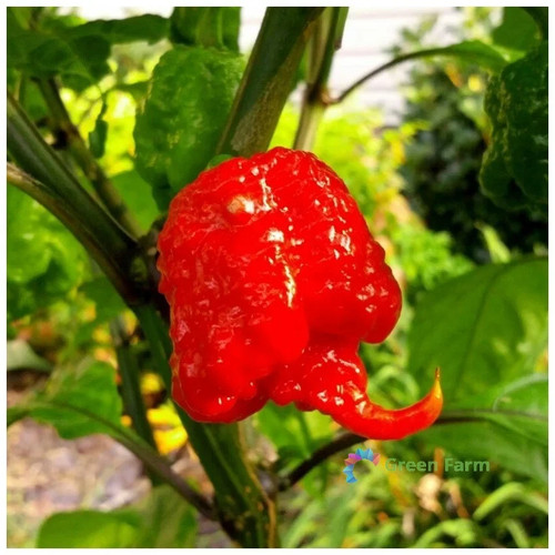 Semi peperoncino raro - 10,