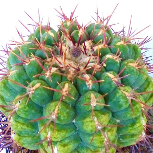 Thelocactus heterochromus var
