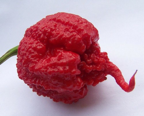 Carolina reaper chilli - 20,