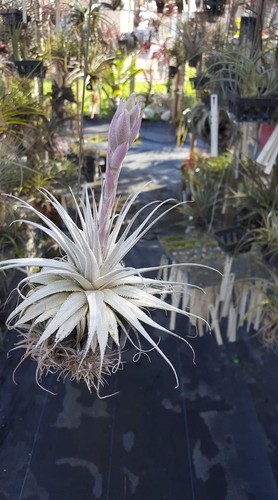 Tillandsia gardneri var - tillandsia,
