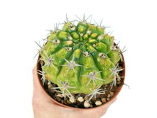 BIG Gymnocalycium vatteri VARIEGATED VARIEGATE VARIEGATO 797