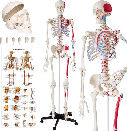 Modello anatomico scheletro - modello,