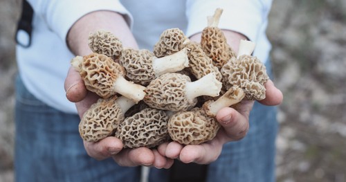 Morel spore funghi - funghi, in