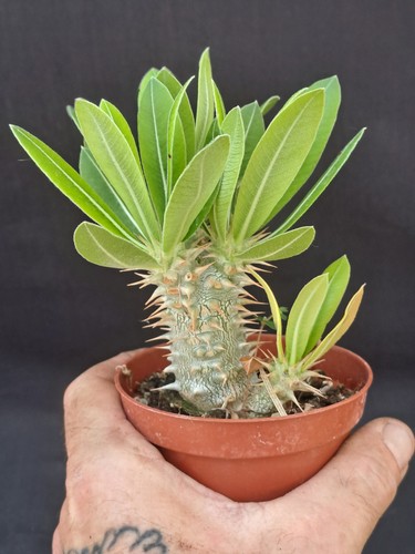 Pachypodium horombense
