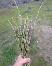 100 Piantine di asparago selvatico (radice nuda) Di Tre Anni Circa+5 In Omaggio 