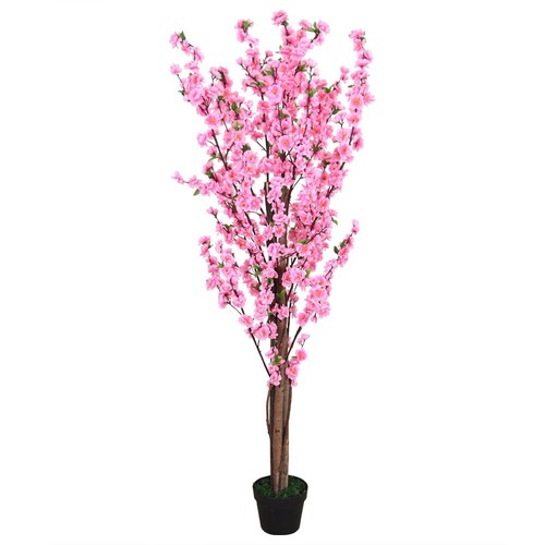 Pesco pianta albero - pesco,