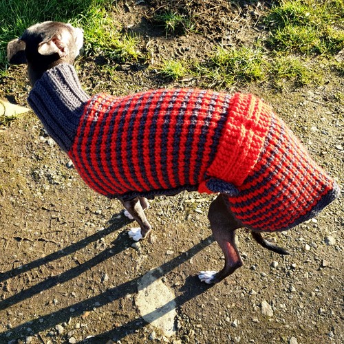 Maglione maglia cucciolo