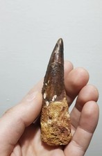 Dente Fossile di Dinosauro -