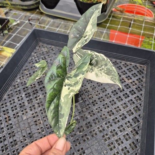 Alocasia simpo albo - alocasia,