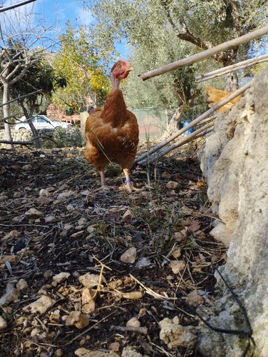 Uova gallina ruspante - , collo